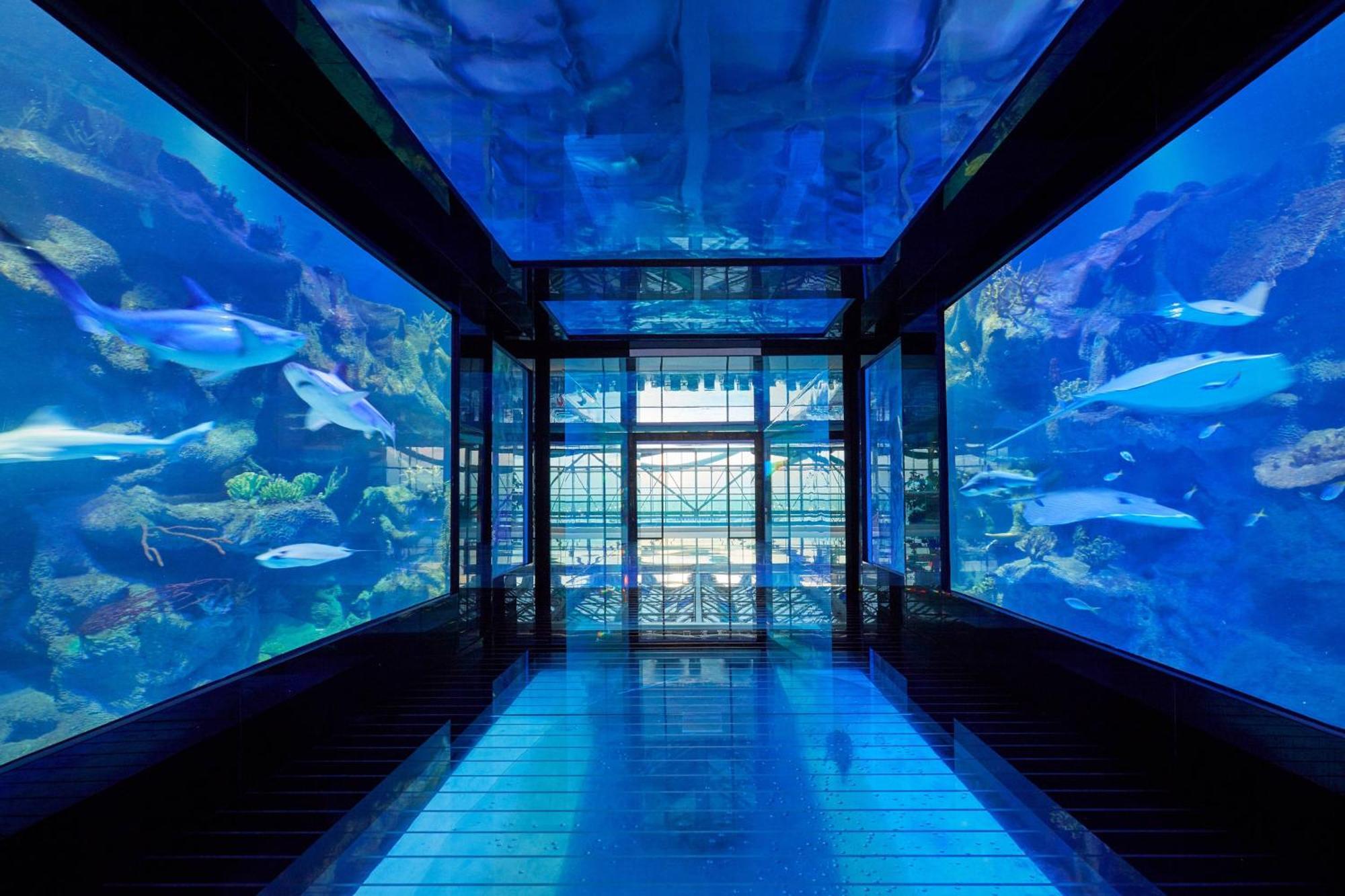 Paragraph Resort & Spa Shekvetili, Autograph Collection Exterior foto The tunnel at the aquarium